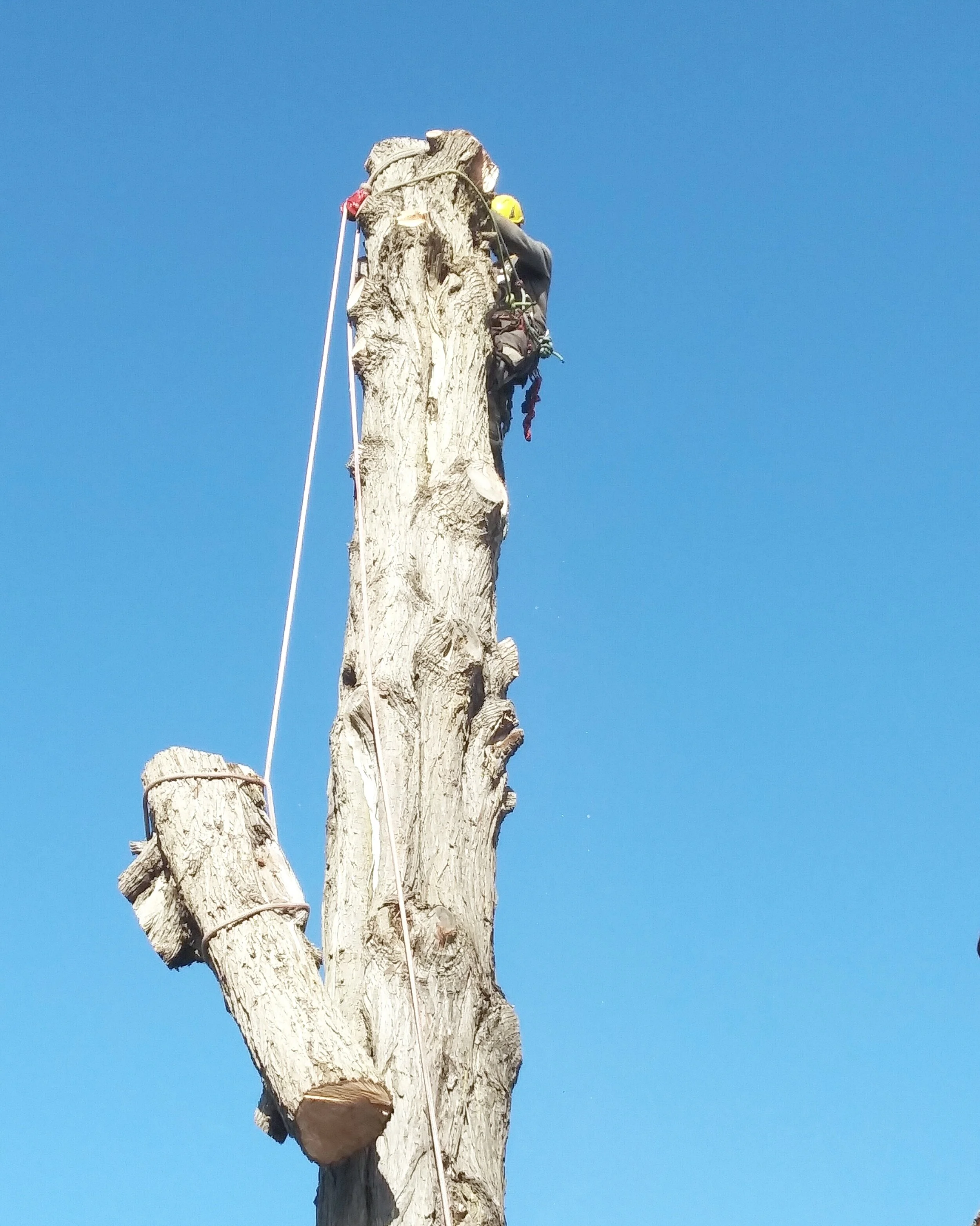 Ocean Beach Arborists gallery 5