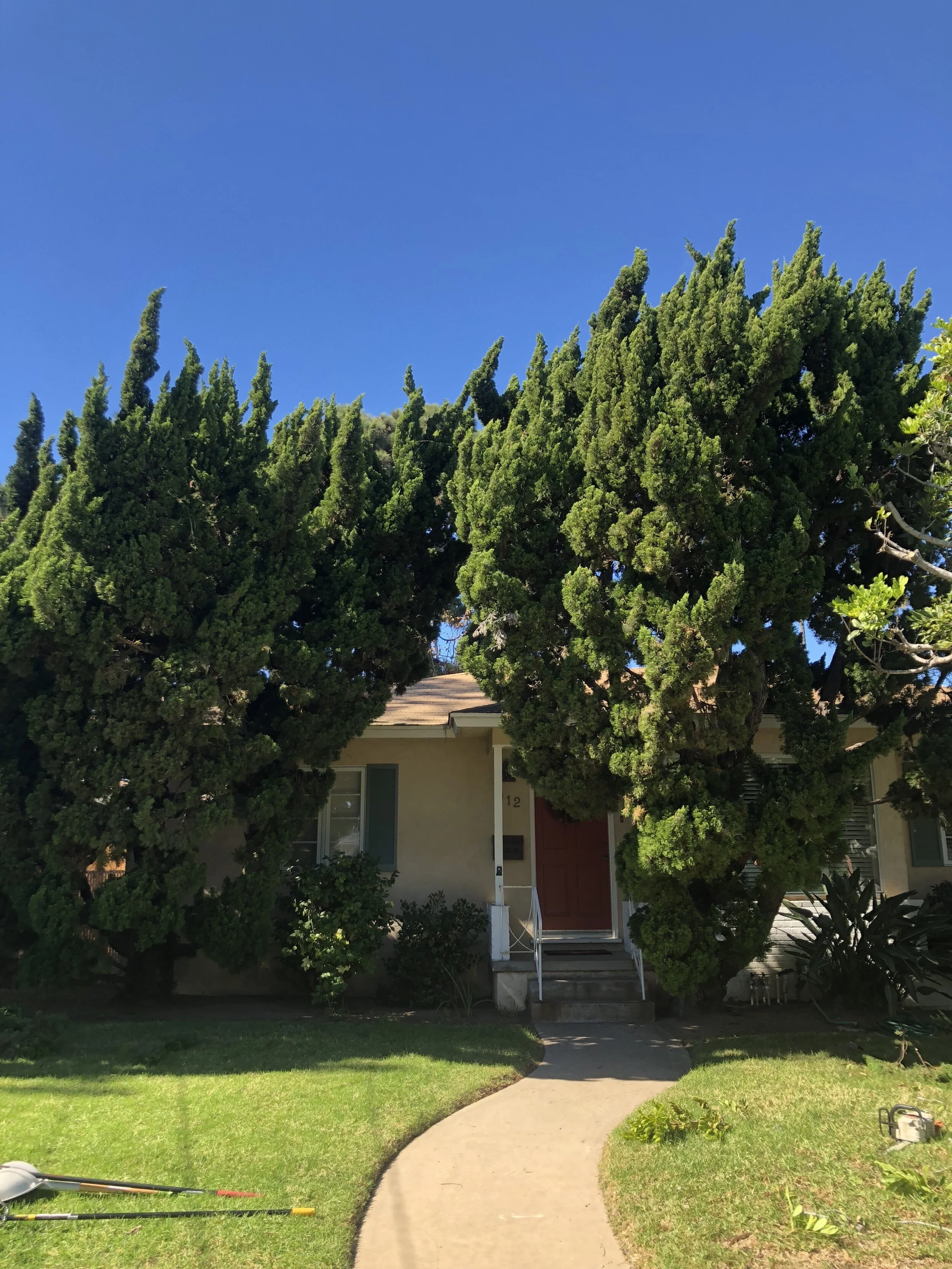 Ocean Beach Arborists gallery 8