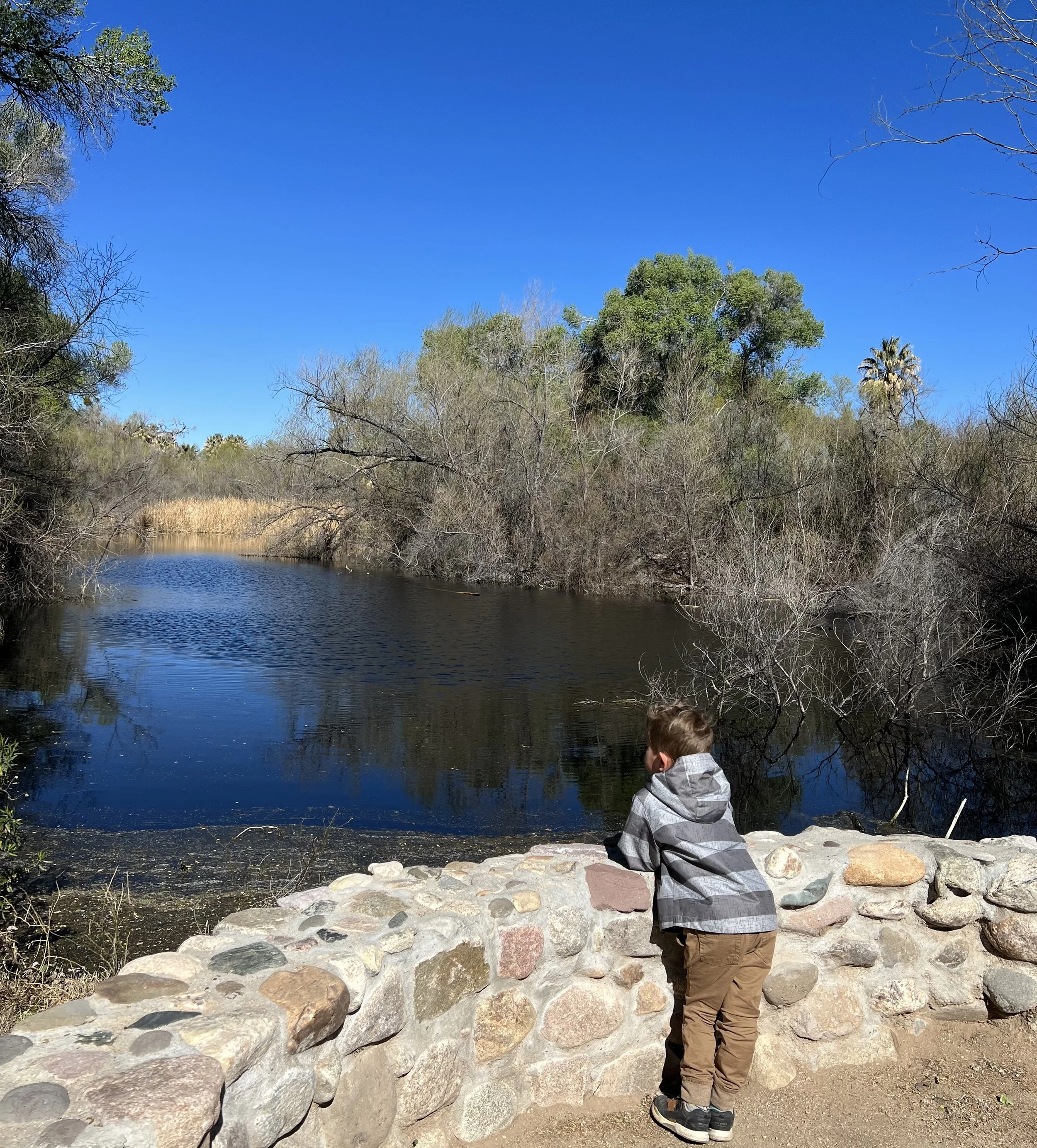 Hassayampa River Preserve Wickenburg — Discover Phoenix West Valley