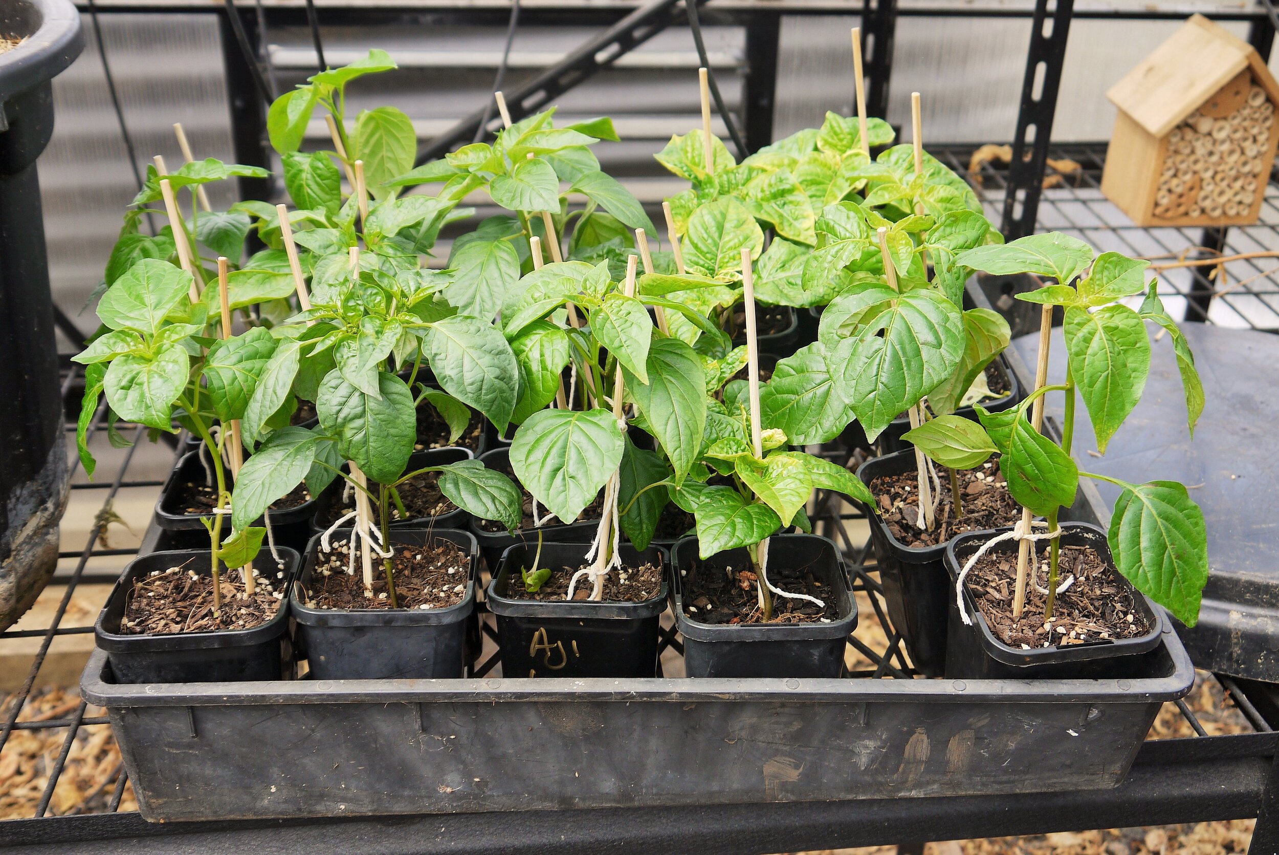 Hot Chilli Mama Farm (2).JPG