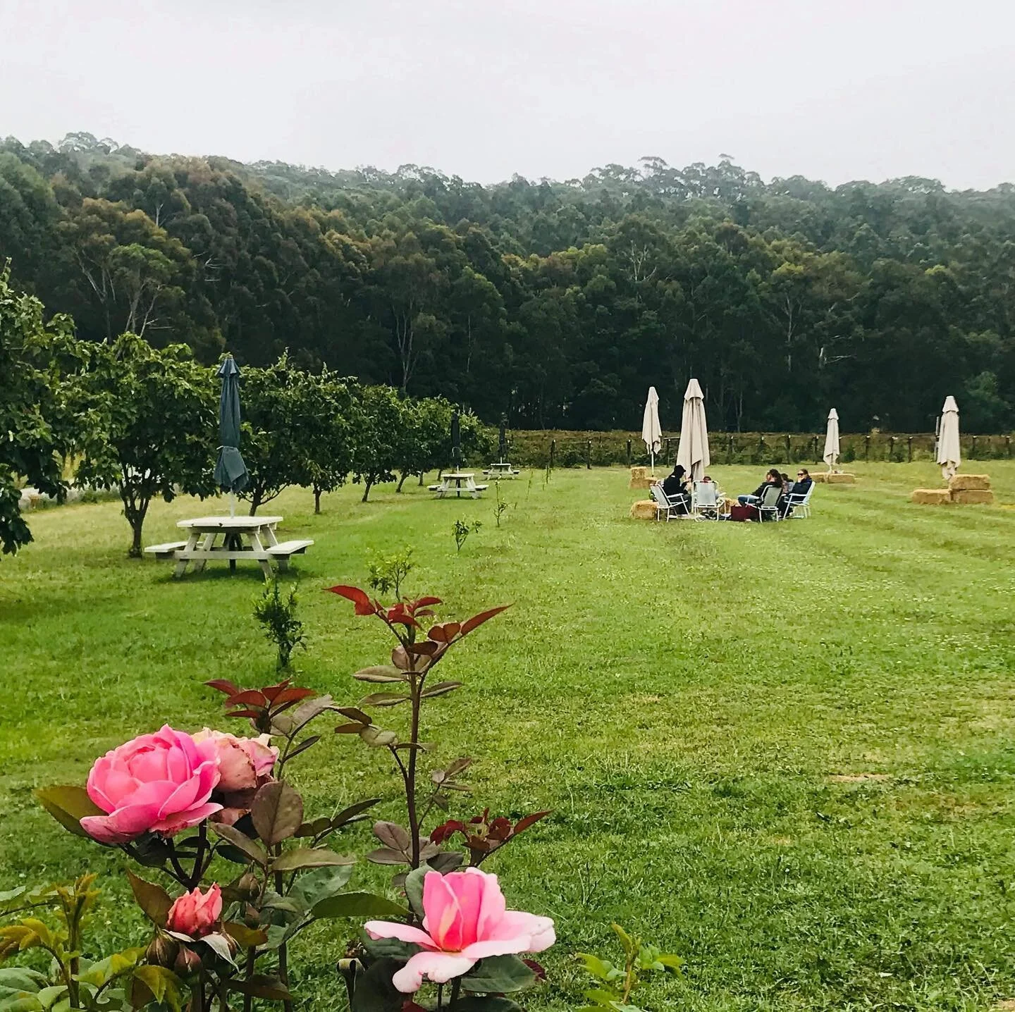 Winchelsea & Hinterland 