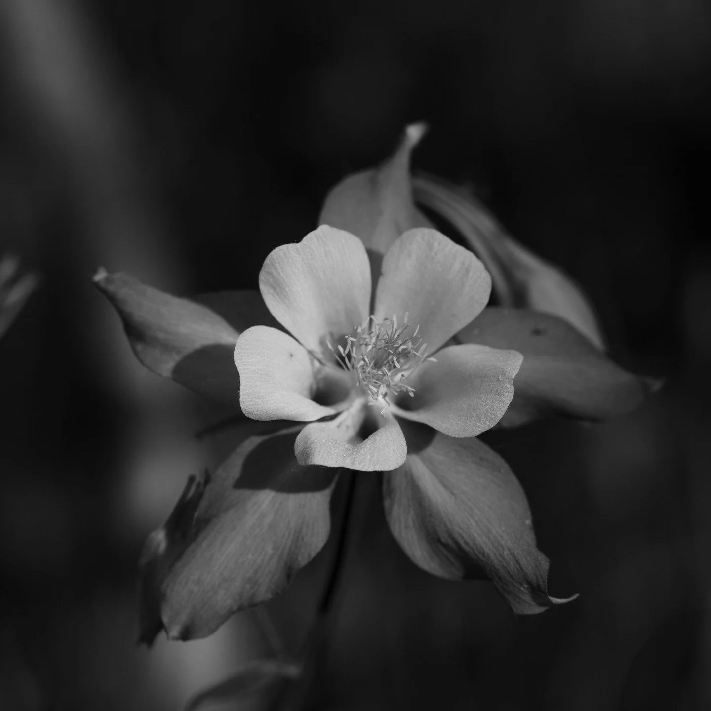 flowers always worth a stop