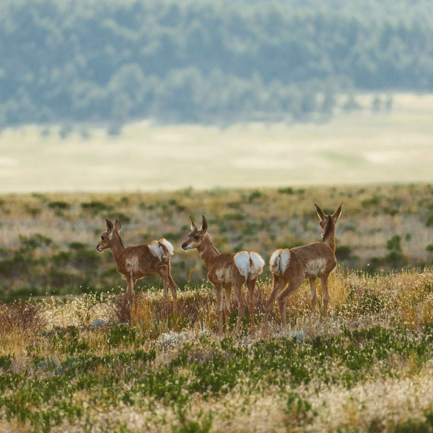 Baby Antelope . Not often will you find triplets .
