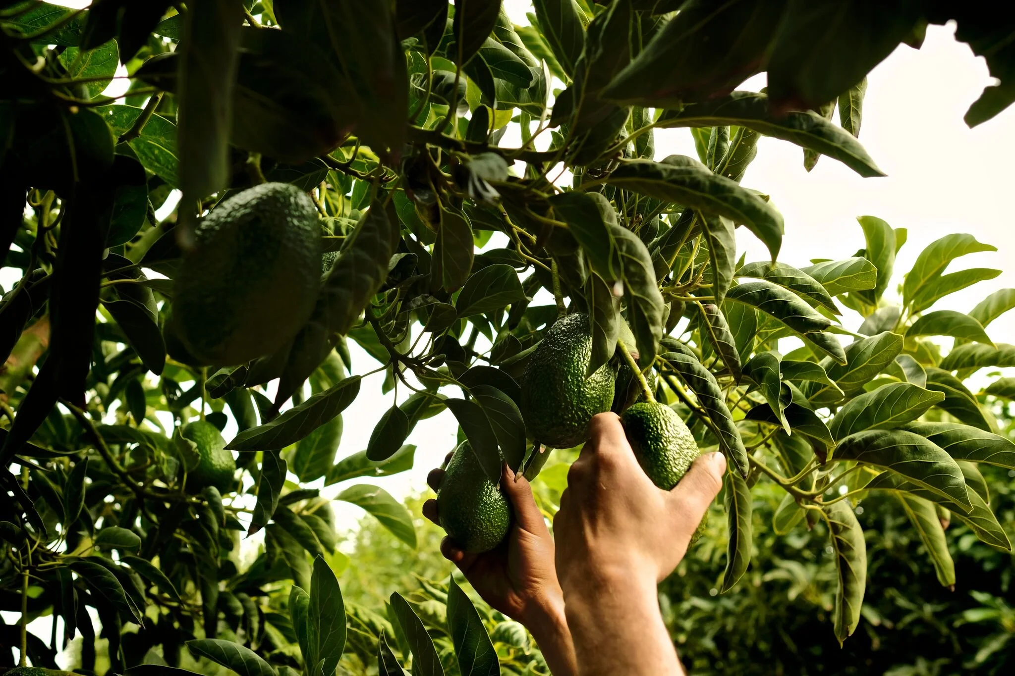 The ultimate avo quiz.