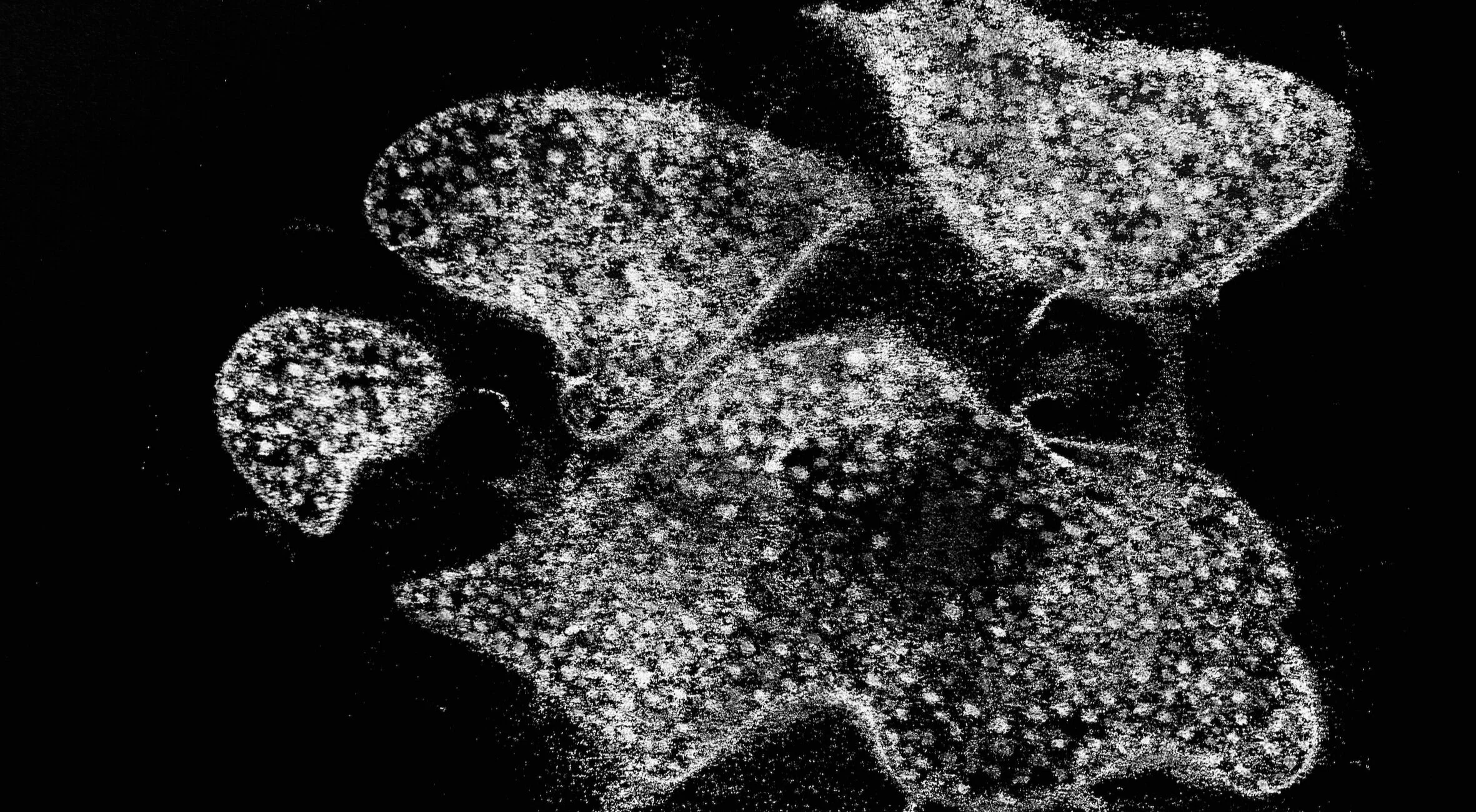 Jo+Holt+Artist+Monochrome+Monoprint+.jpg
