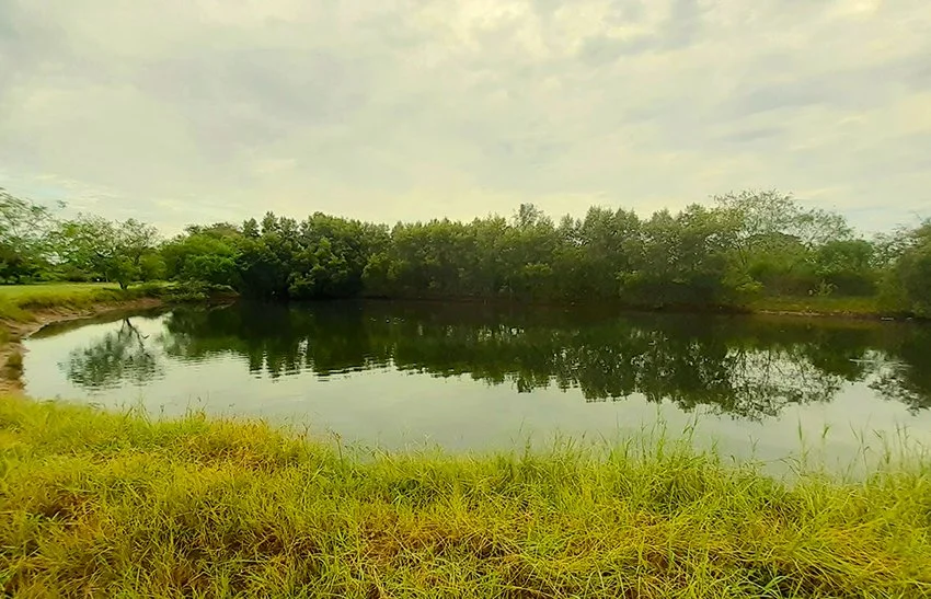 Pond at Gymkhana Golf club Dar es Salaam Tanzania.jpg
