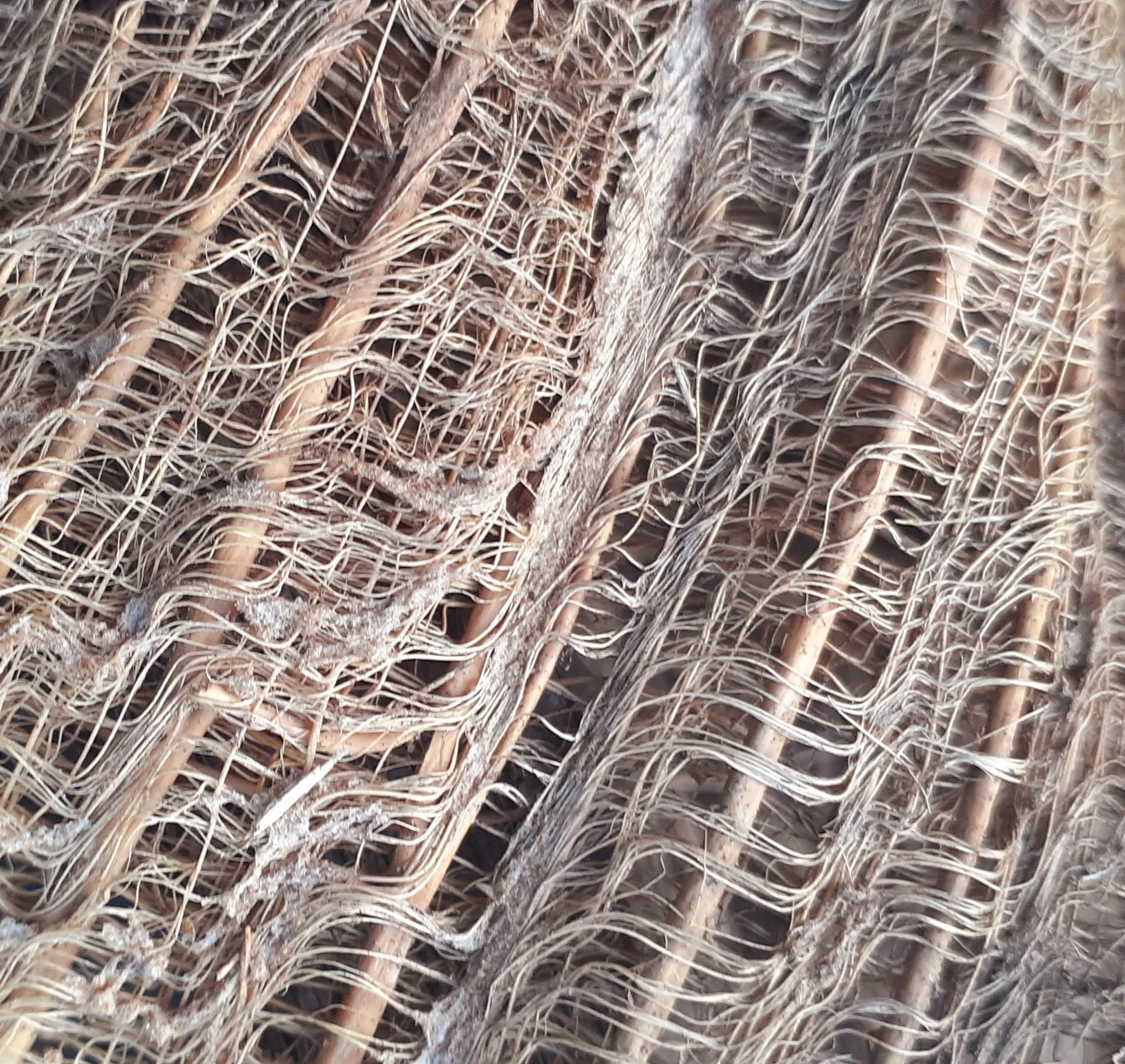 Palm leaf detail Dar es Salaam Tanzania.jpeg