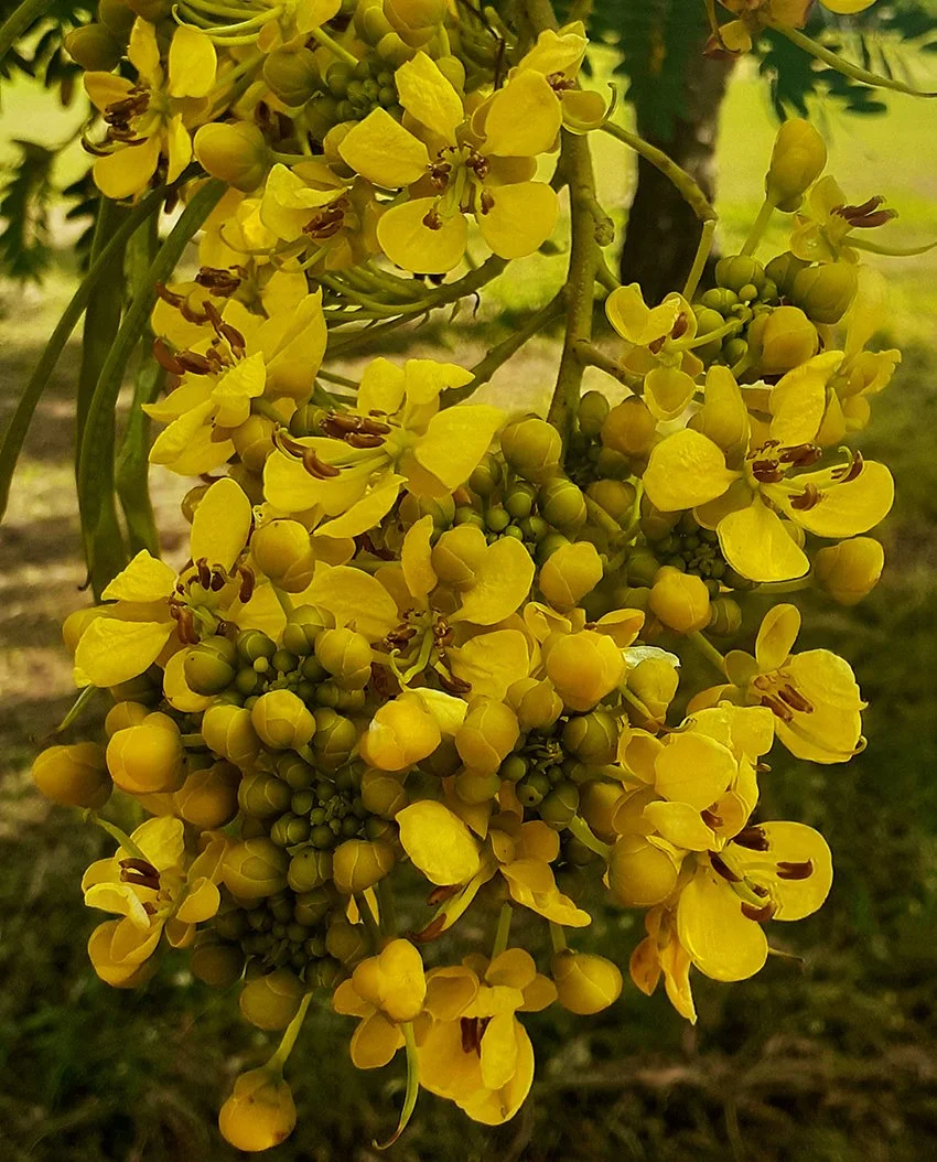 flowers of dar es salaam Siamese Cassia.jpg