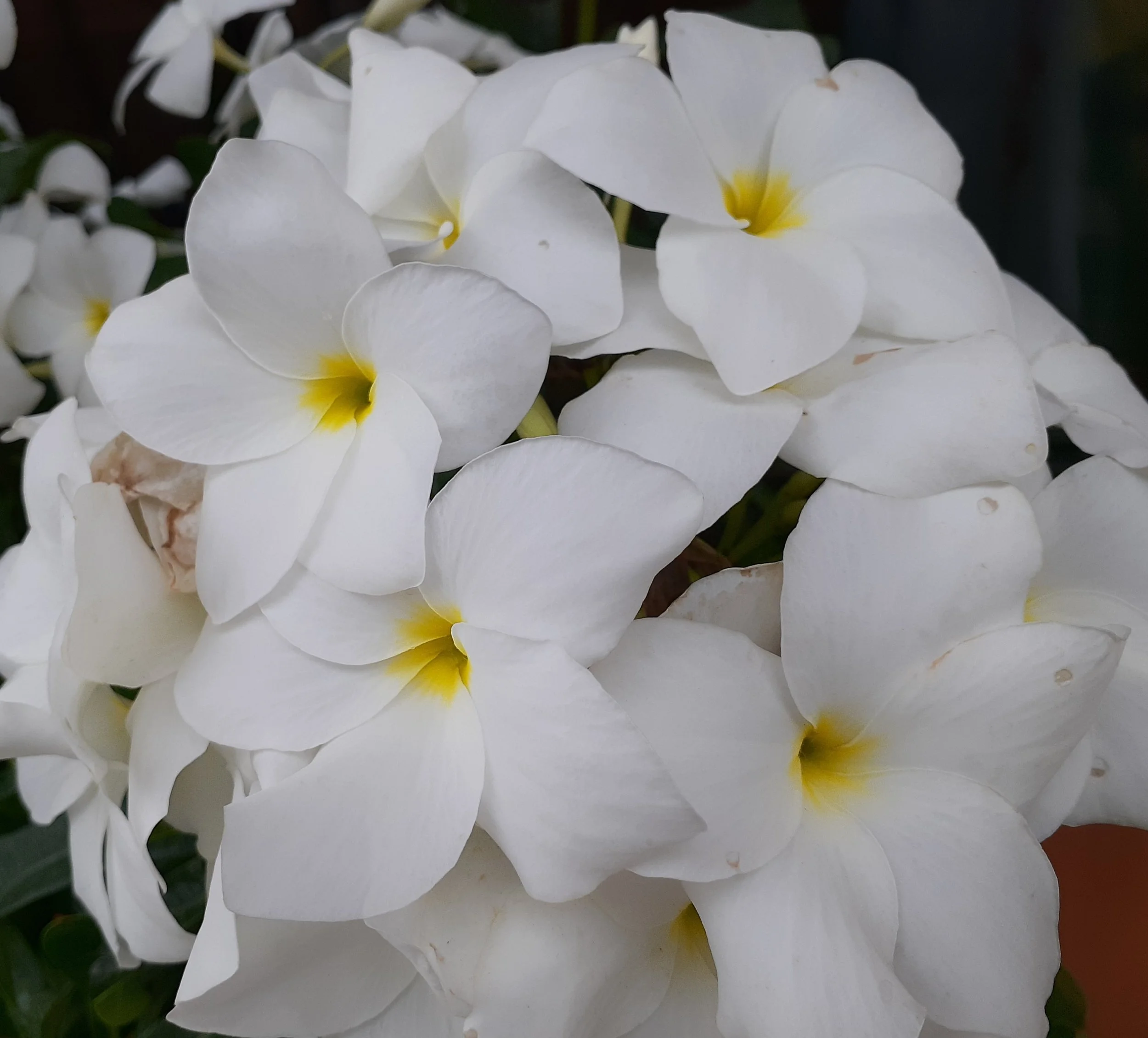 Bridal Bouquet flowers of dar es salaam.jpg