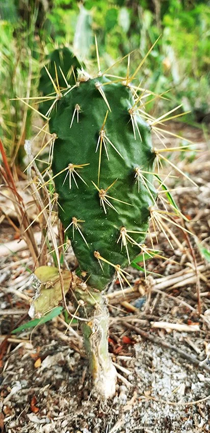 Cactus Dar es Salaam Tanzania.jpeg