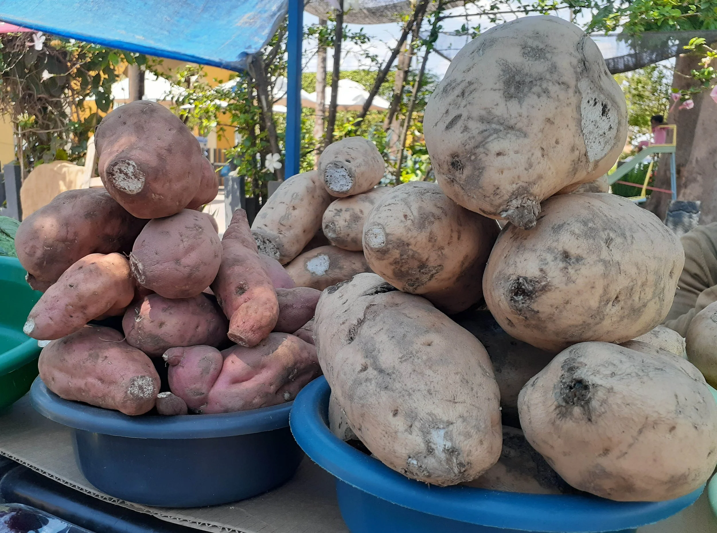 Potatoes at a market Lusaka Zambia.jpg