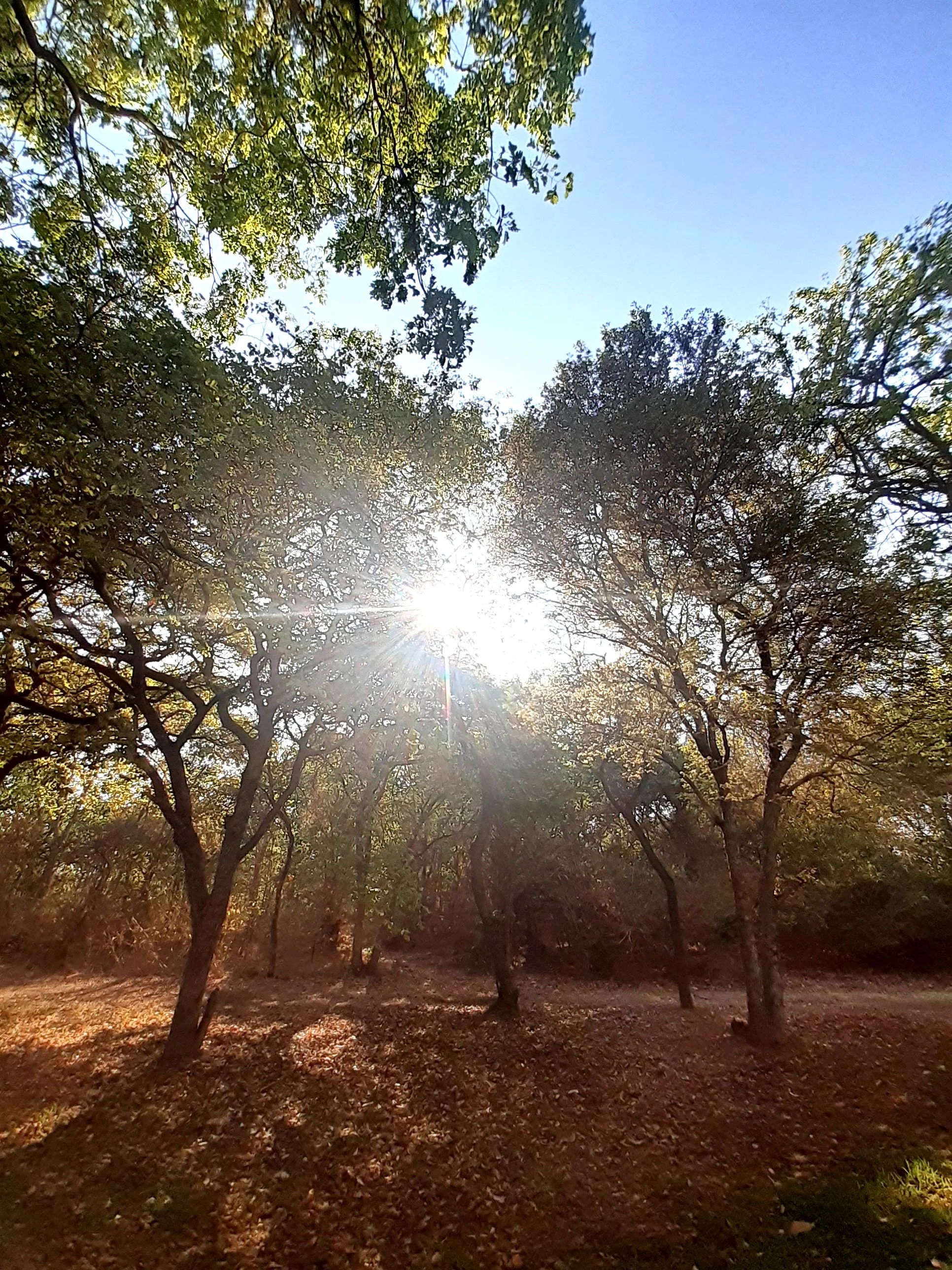 Morning sunlight Lusaka Golf Club Zambia.jpg