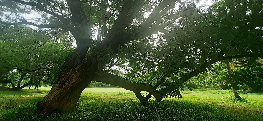 Trees of Gymkhana Golf club Dar es Salaam Tanzania.jpg
