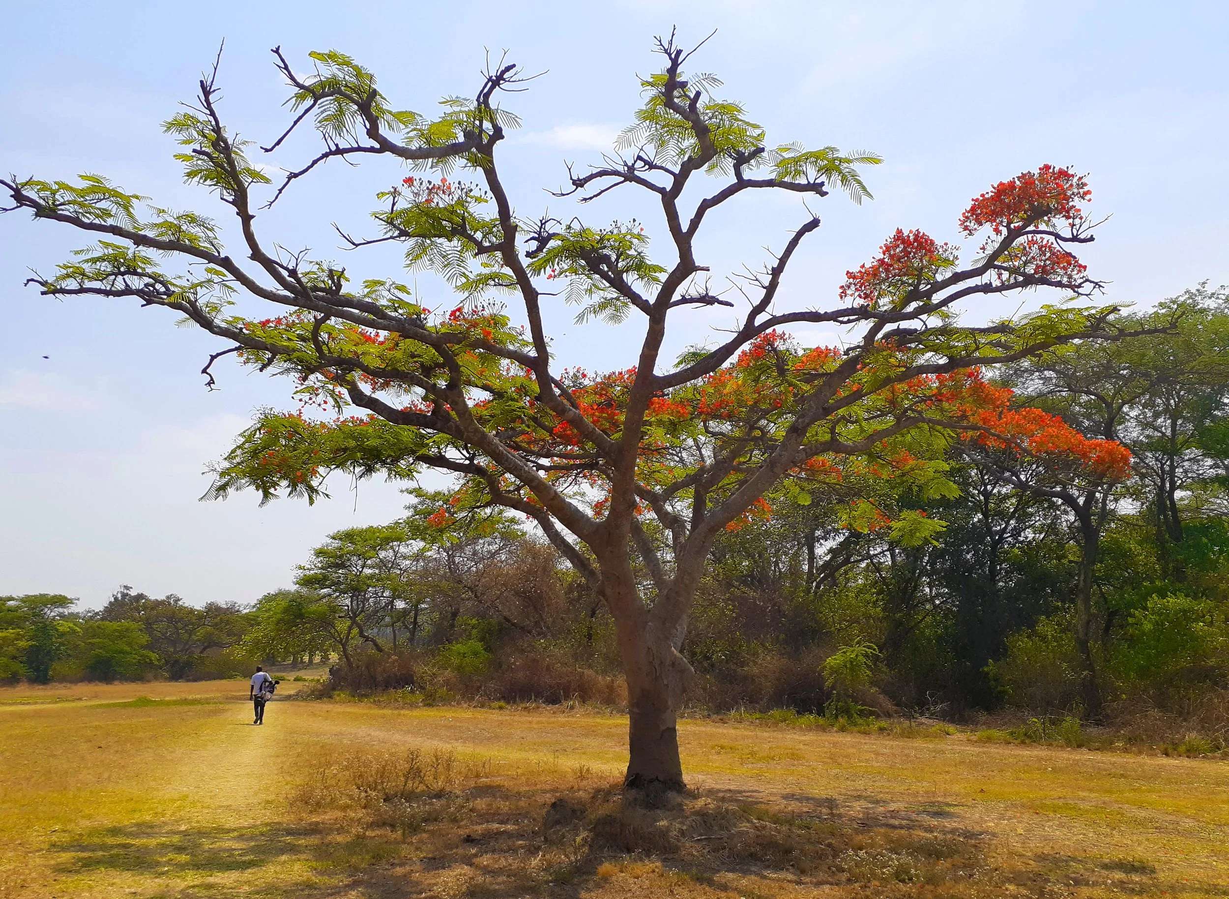 Just flowering Flamboyant tree Zambia.jpg