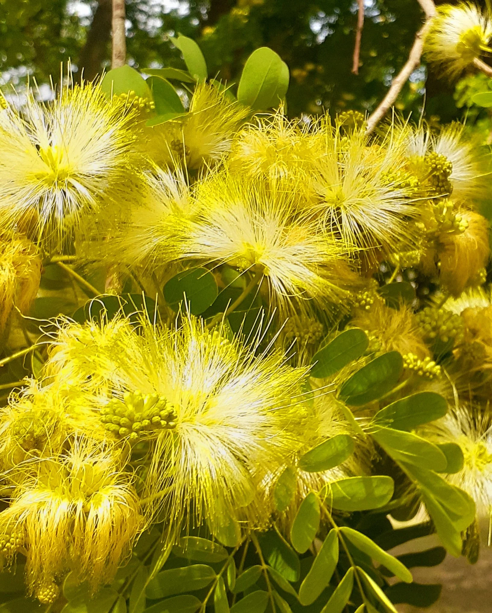 Yellow Powderpuff flowers of dar es salaam.jpeg