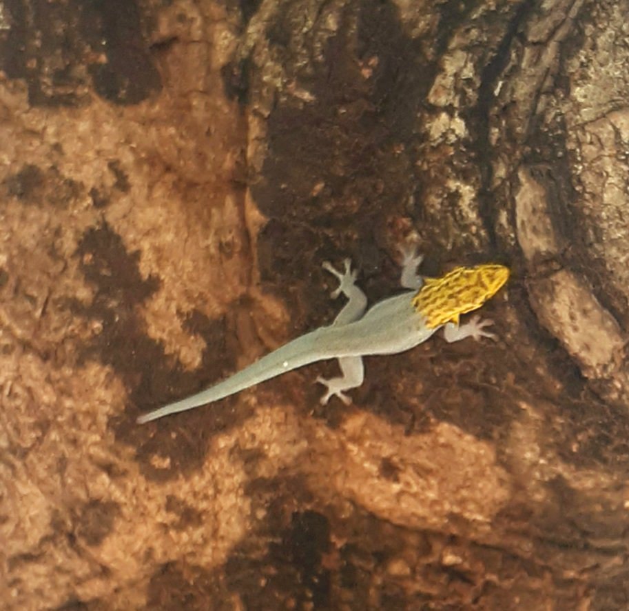 Dwarf Yellowhead Ghecko Dar es Salaam Tanzania.jpg