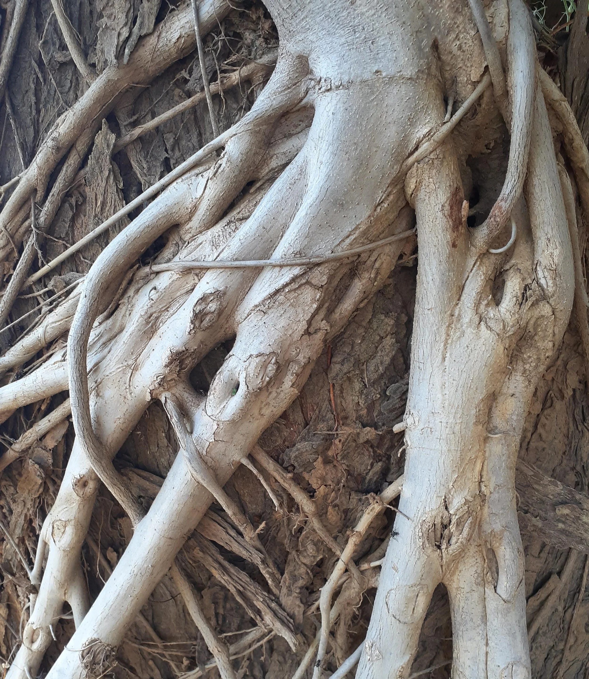 Roots are deep Lusaka Golf Club Zambia.jpg