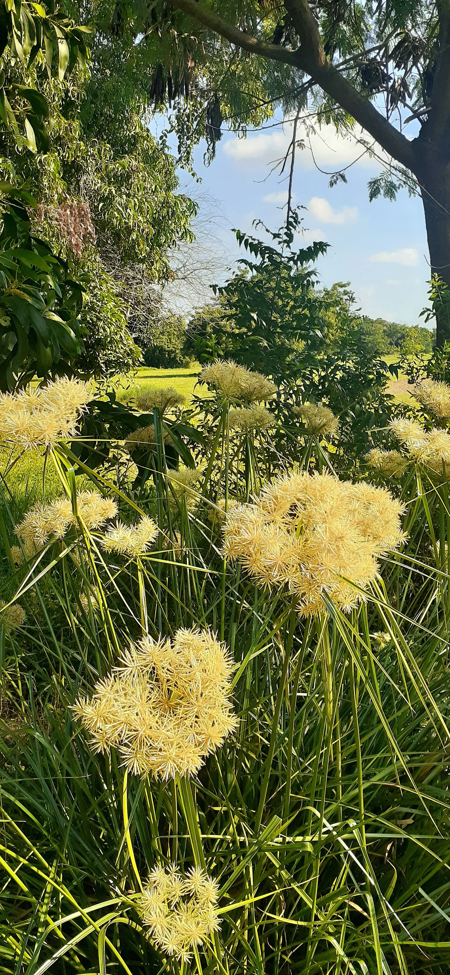 Papyrus Paper Plant flowers of dar es salaam.jpg