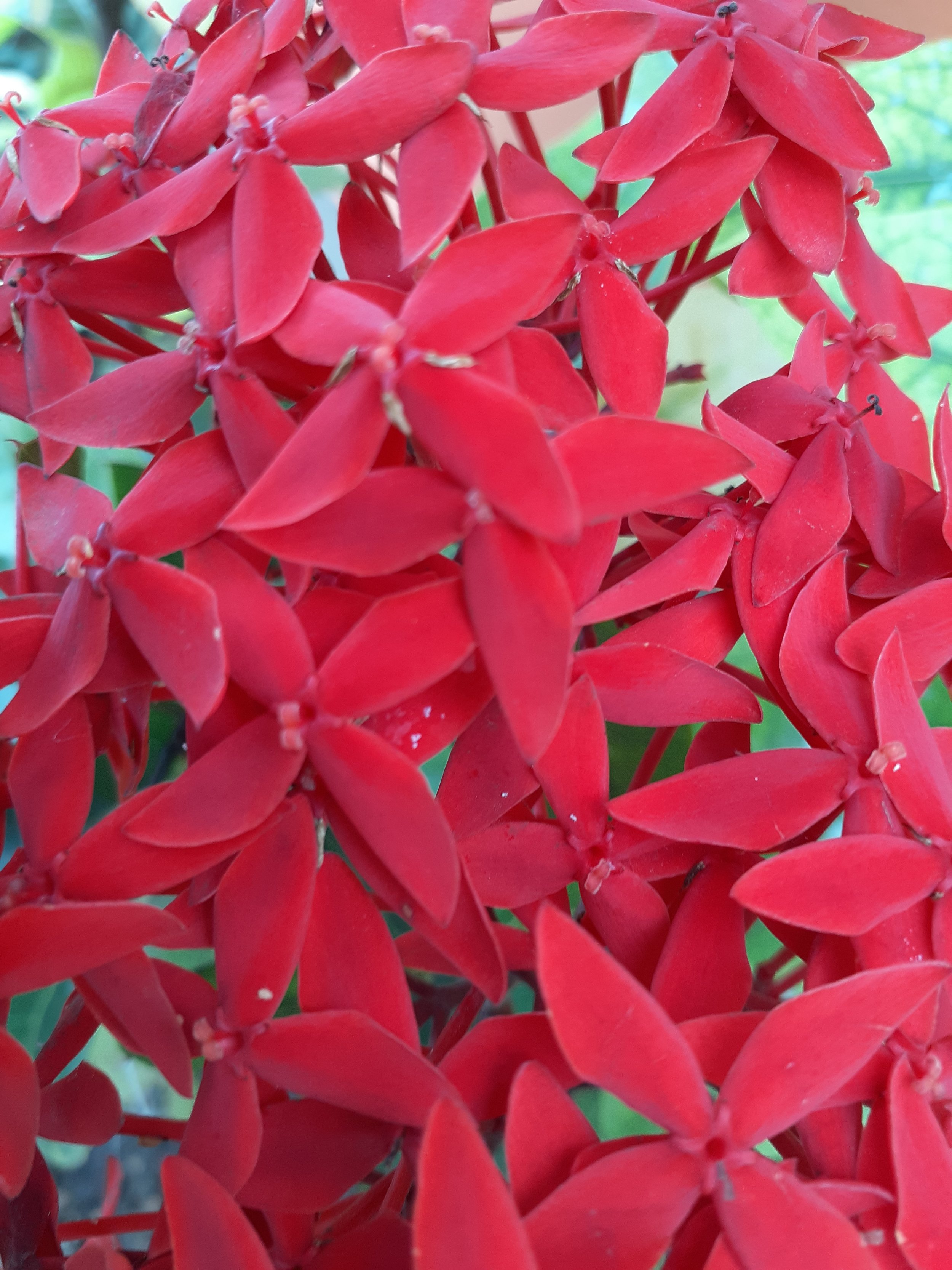 Jungle Flame flowers of dar es salaam.jpg