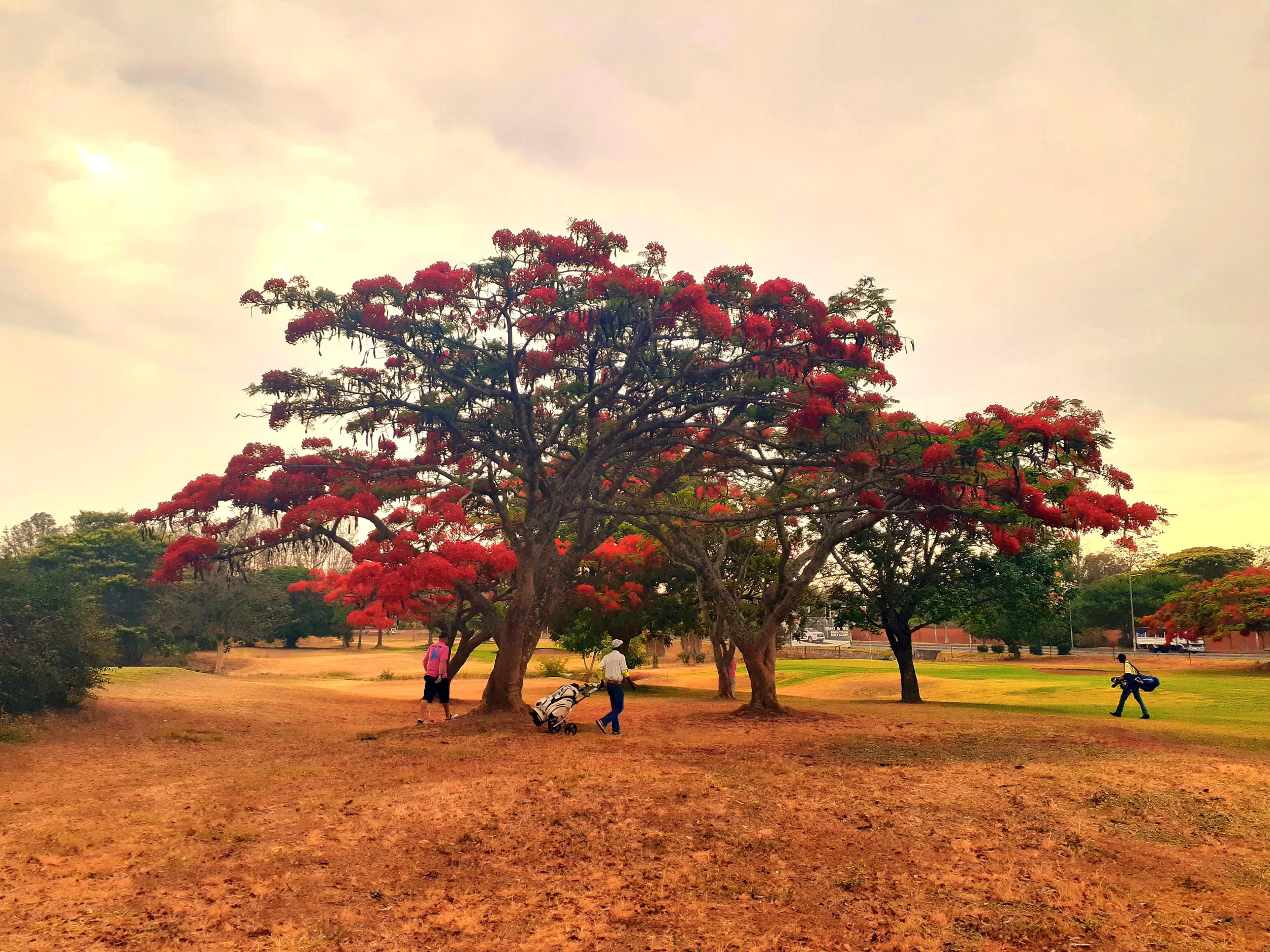 Early morning Flamboyant tree Lusaka Golf Club Zambia.jpg