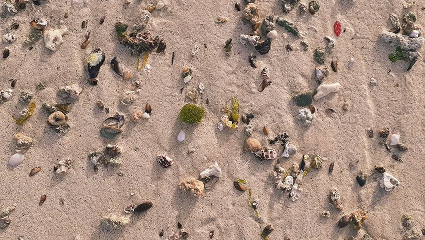 Shells on Coco Beach Dar es Salaam.jpg
