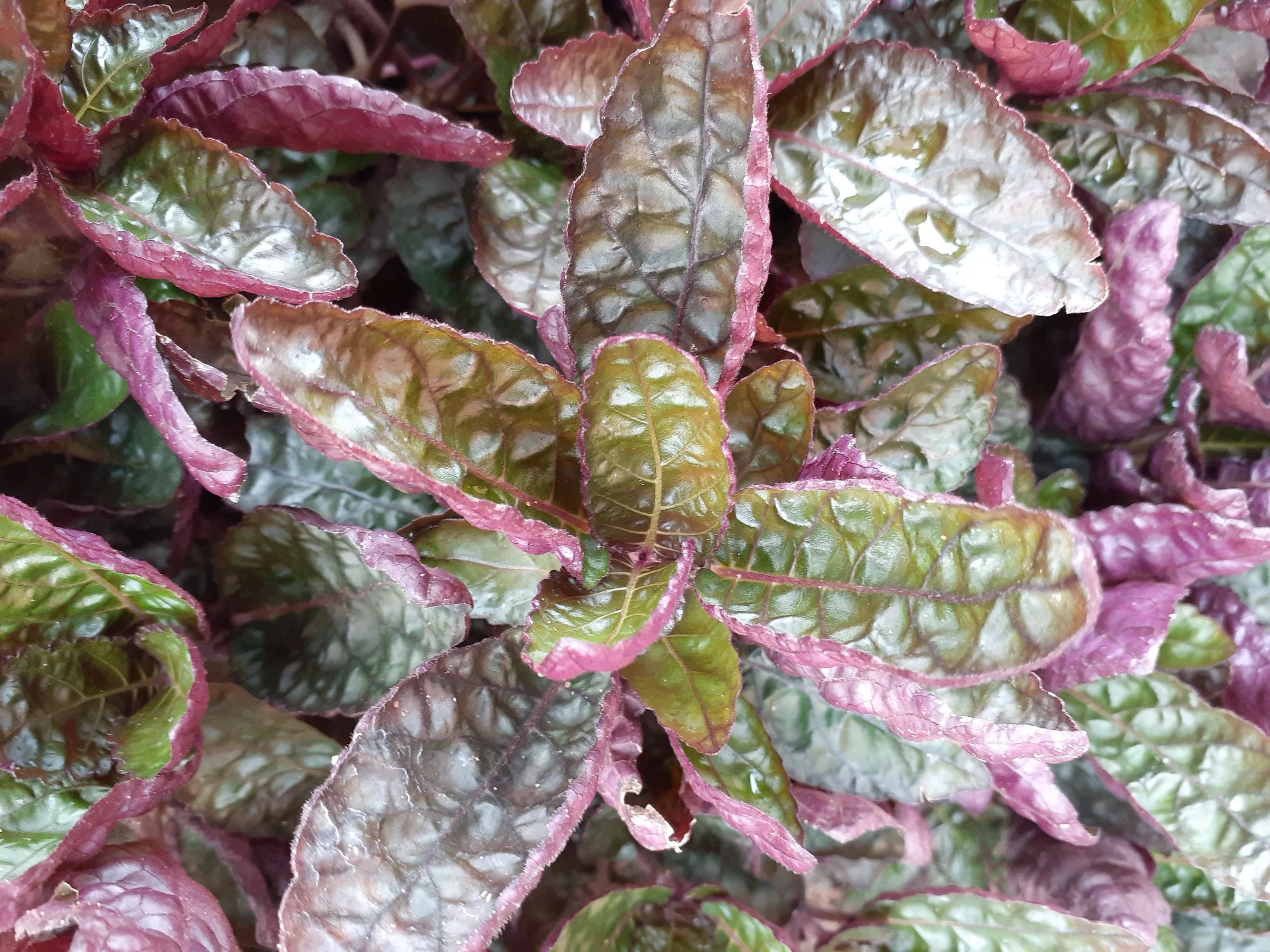 Pinstripe plant, Purple Waffle plants of dar es salaam.jpg