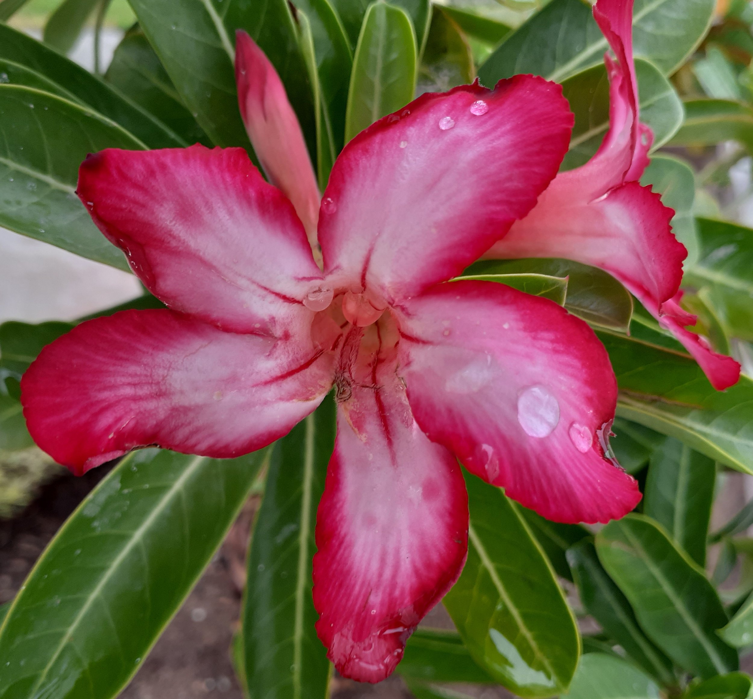 Adenium Nova flowers of dar es salaam.jpg