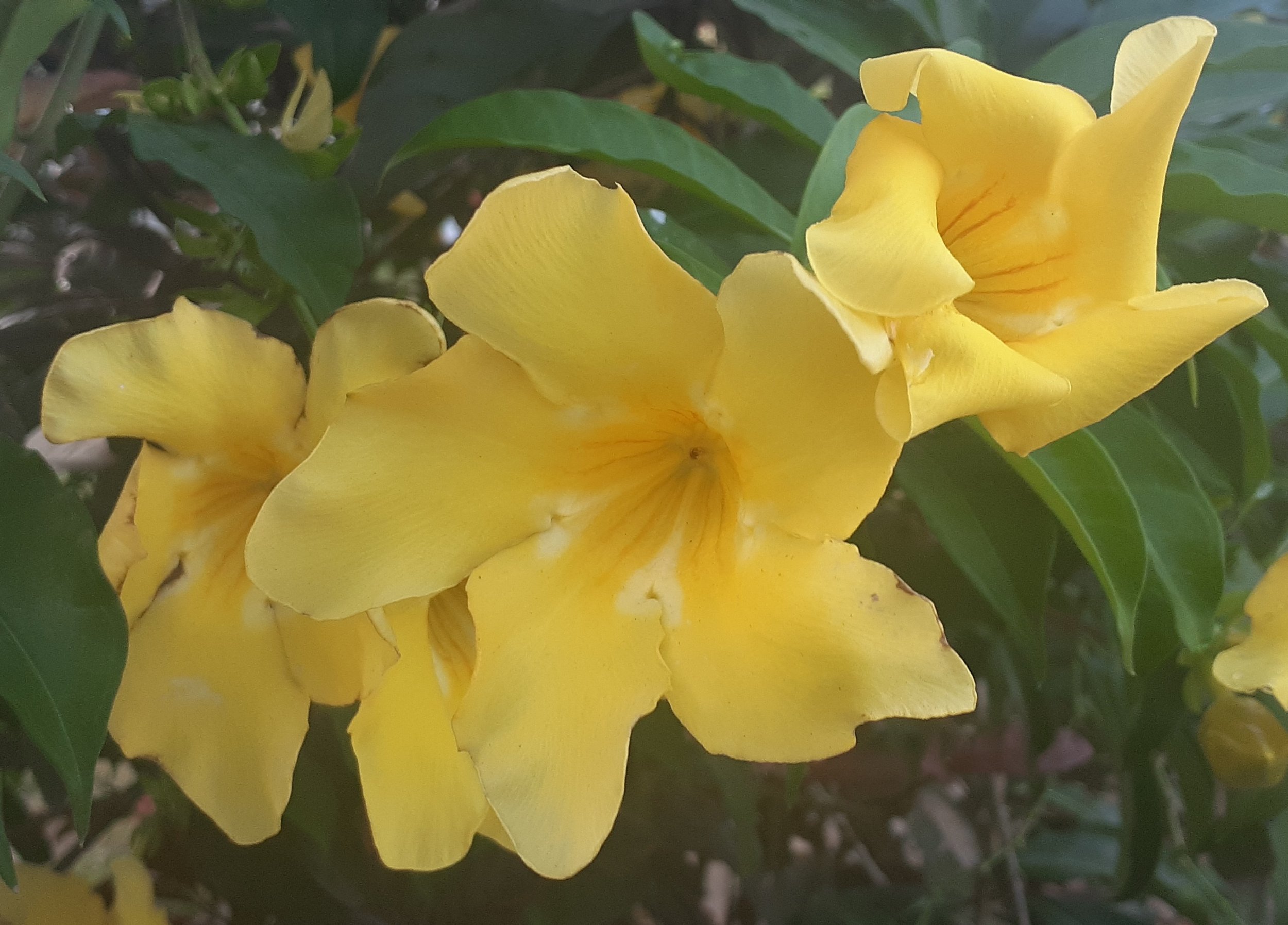 Golden Trumpet flowers of dar es salaam.jpg