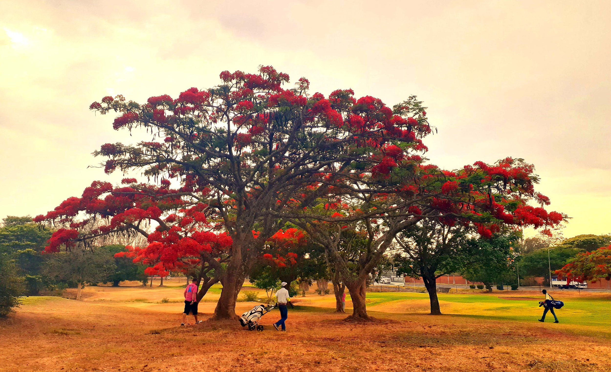 Flamboyant tree Lusaka Golf Club Zambia.jpg
