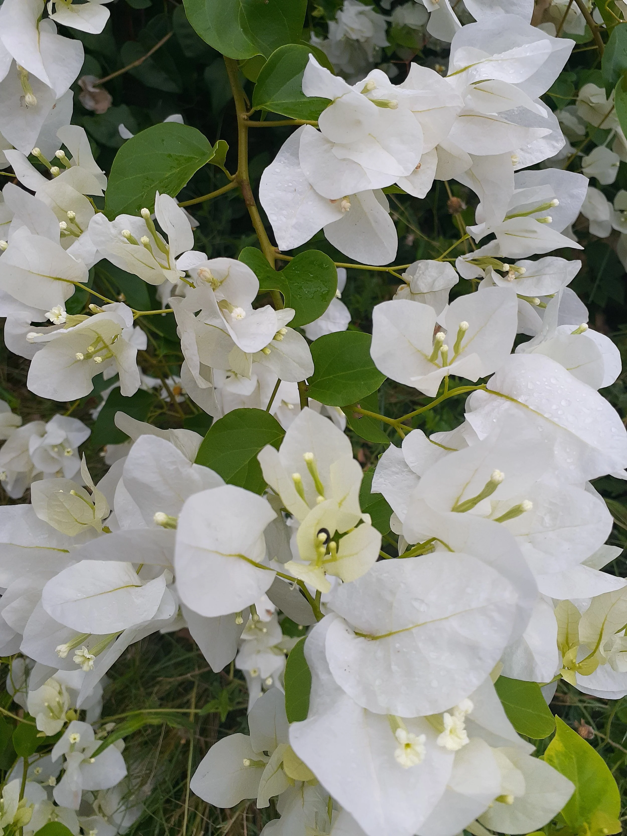 White Bougainvillea flowers of dar es salaam.jpg