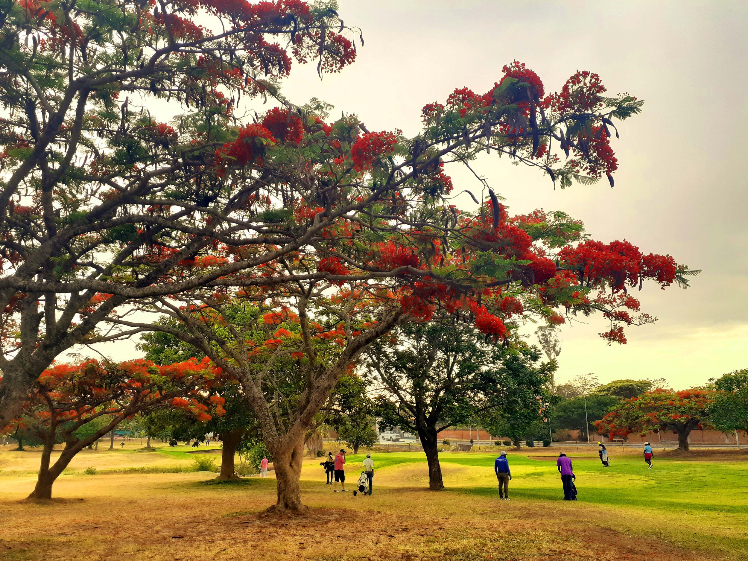 Flamboyant treeline Lusaka Golf Club Zambia.jpg