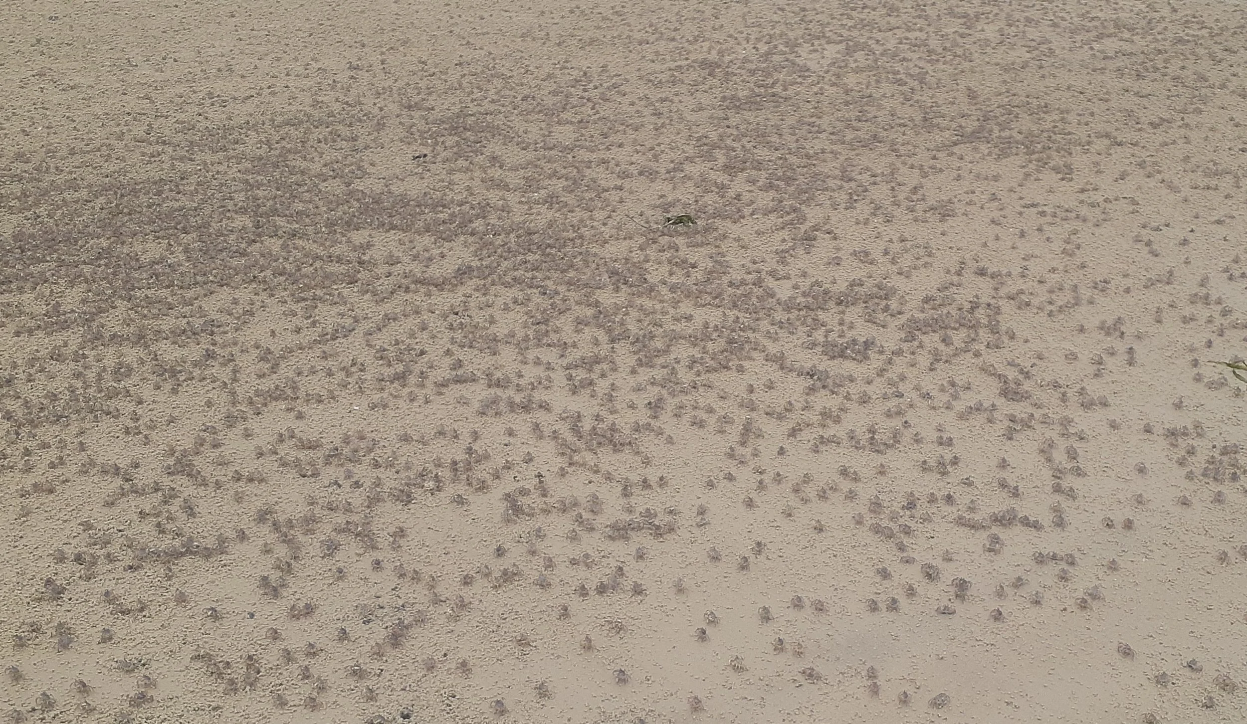 Crab Crazy Mbezi Beach Dar es Salaam.jpeg