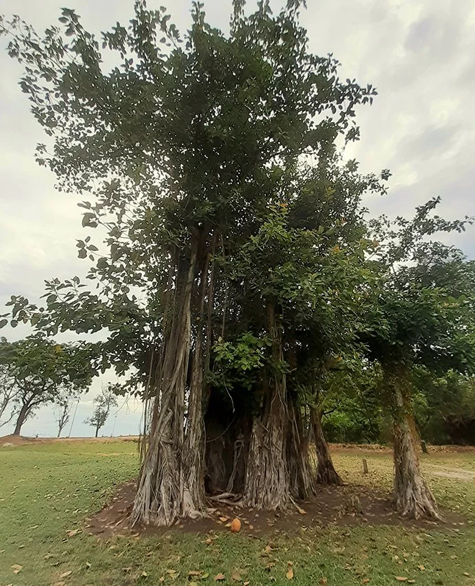 Ficus Gymkhana Golf club Dar es Salaam Tanzania.jpg