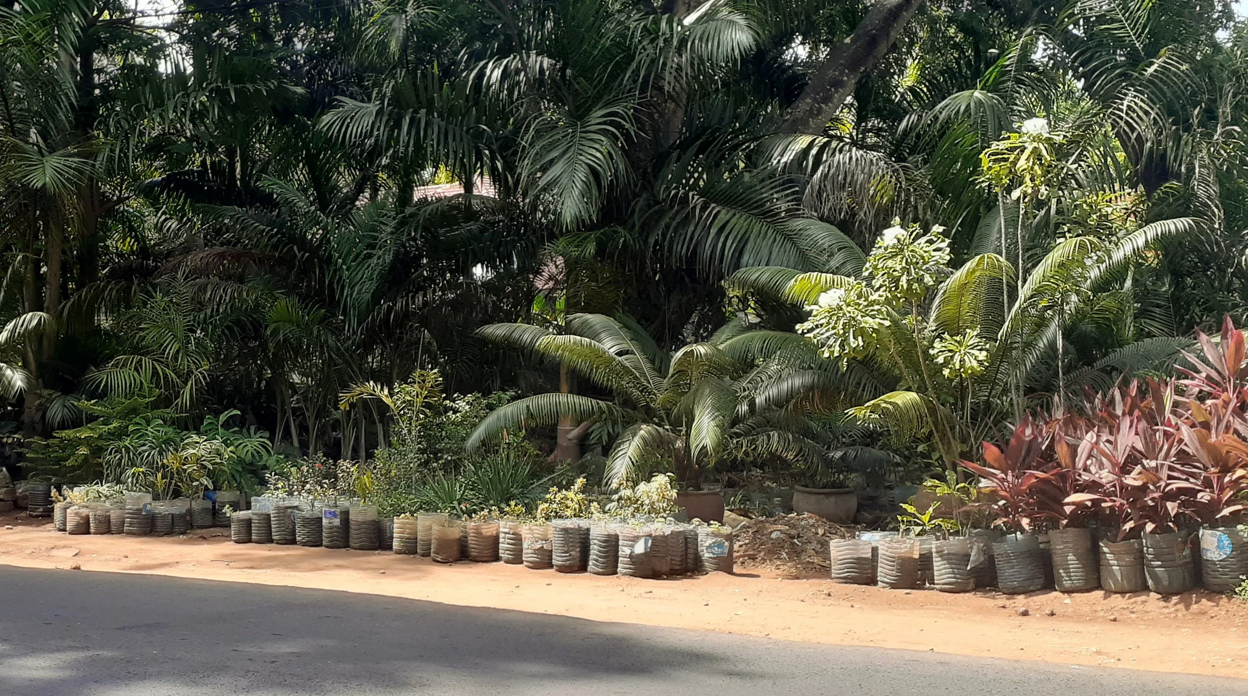 Roadside Nursery Oyster Bay Dar es Salaam Tanzania.jpeg
