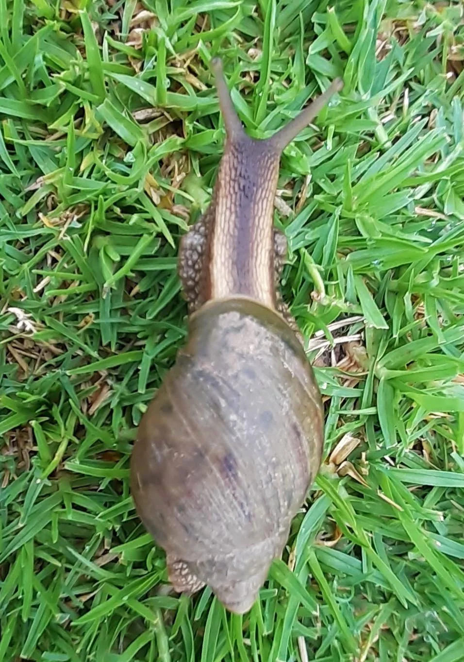 Snail pace Lusaka  Zambia.jpg