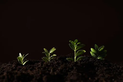 Career Gardening: A New Way to Build a Career You Actually Love in Singapore