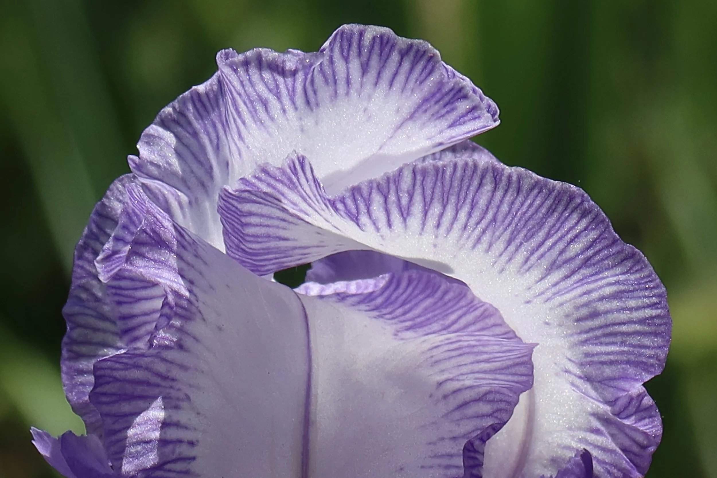 The Iris Picture Book of Love and Beauty