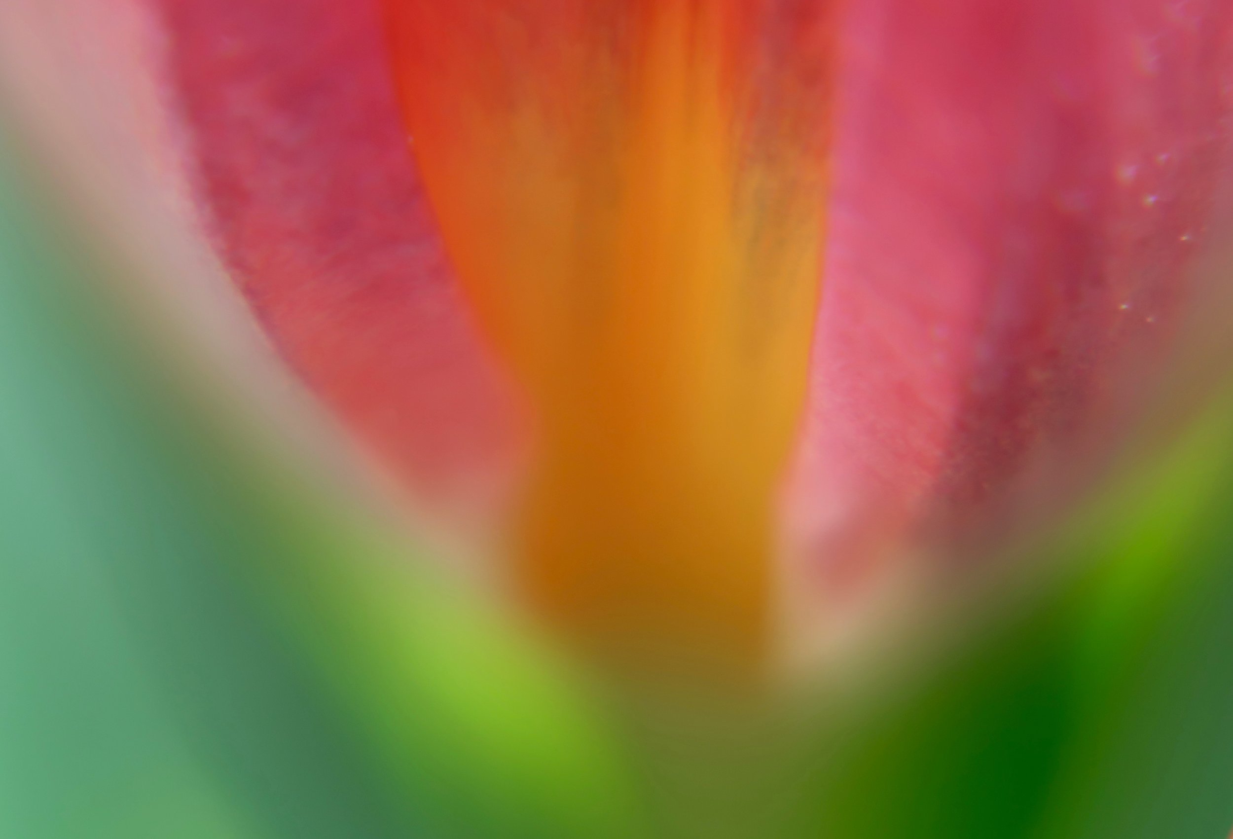 Tulip (4).jpeg