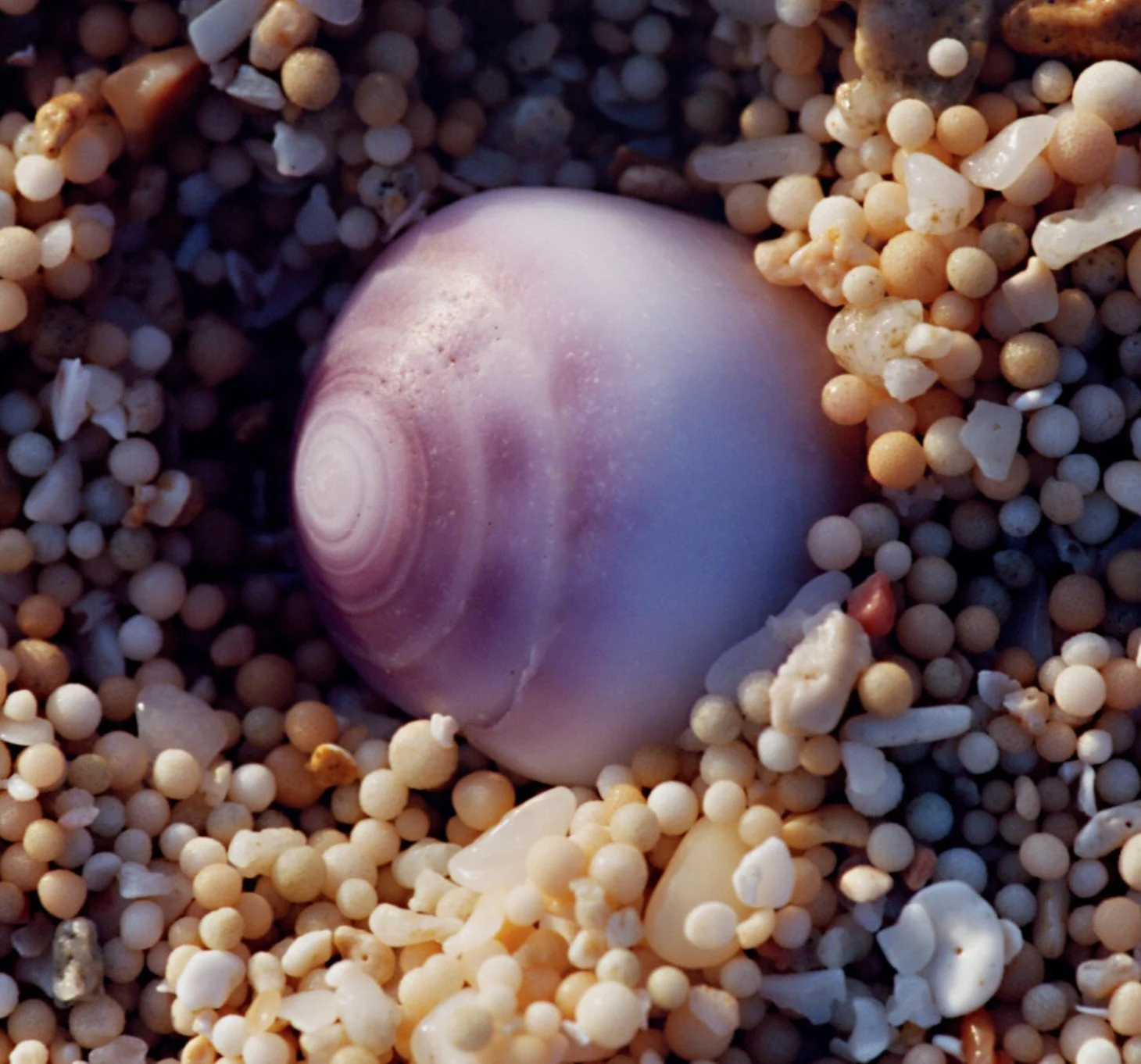 A lovely Atmos piece on what hermit crabs can teach us!