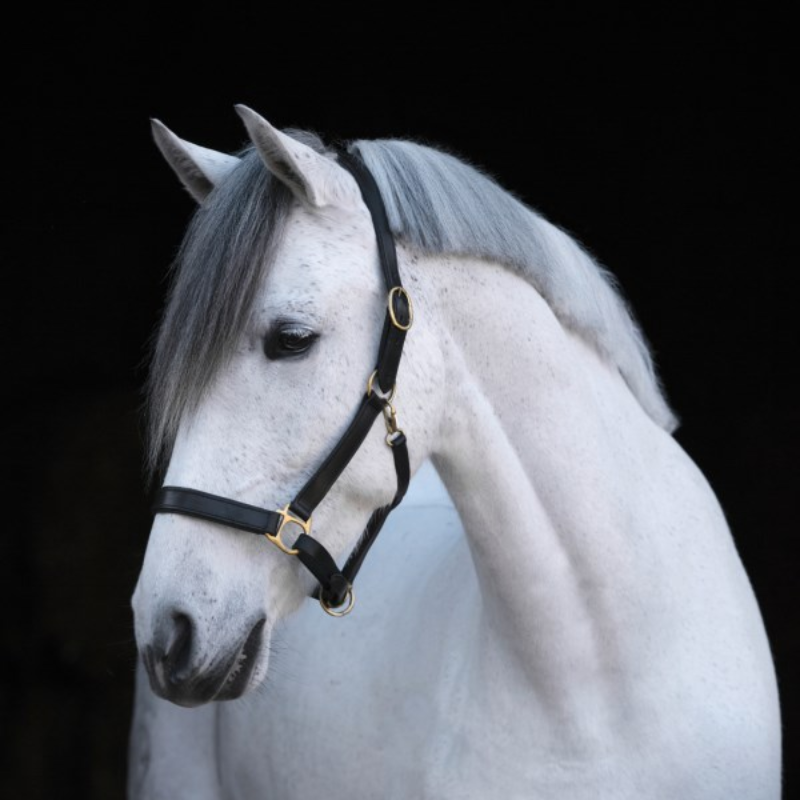 Covalliero Leather Headcollar2.png