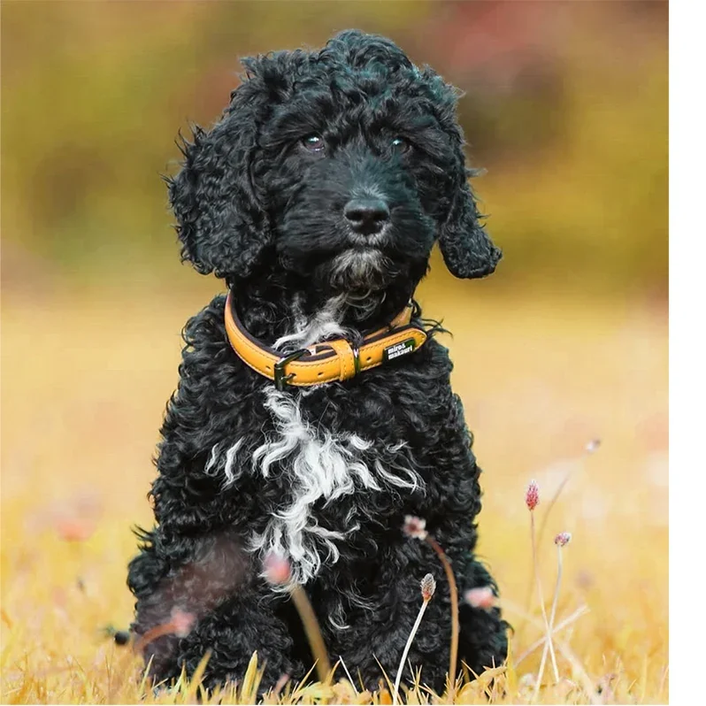 milford_collar_Orange_1_7eaedc8e-2863-4cde-8fdd-f81505067311_798x798.webp