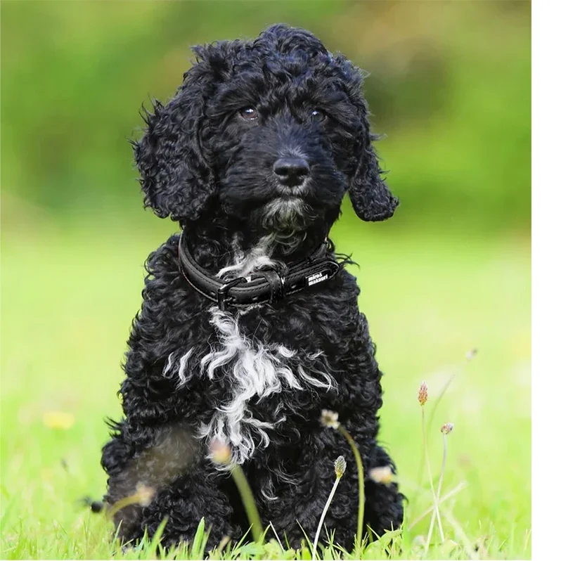 milford_collar_Black_aca9b802-0bd5-47b4-9e99-f1cdf3dc7bf7_798x798.webp