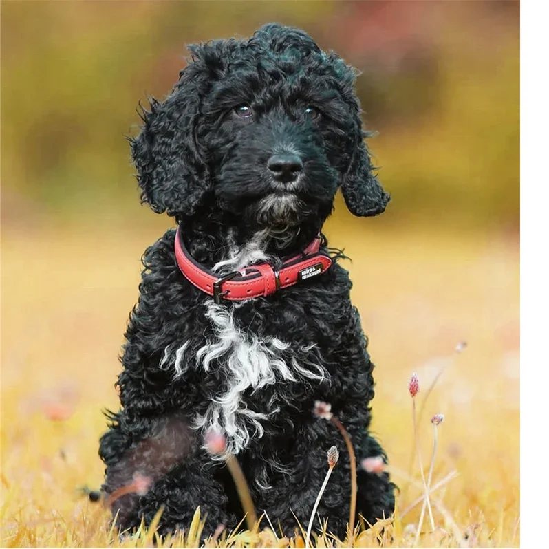 milford_collar_red_1_ade24440-6c14-481e-9cff-87529f884705_798x798.webp