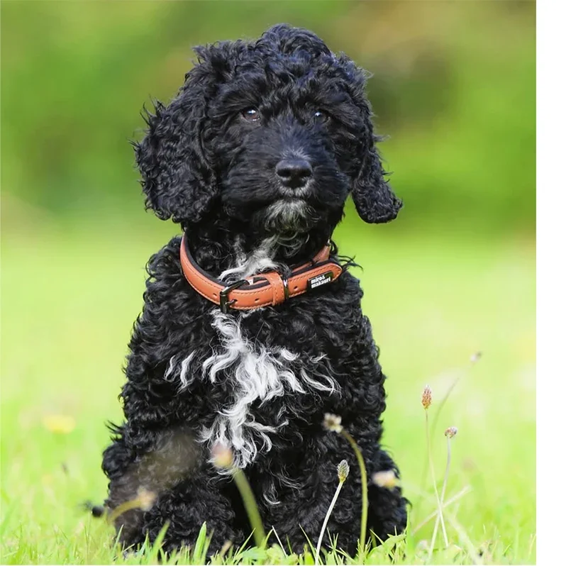 milford_collar_1_64faec70-5879-4465-8e45-7d0586bcc91c_798x798 (1).webp