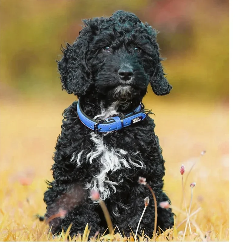 milfordcollarblue1copy_798x798.webp