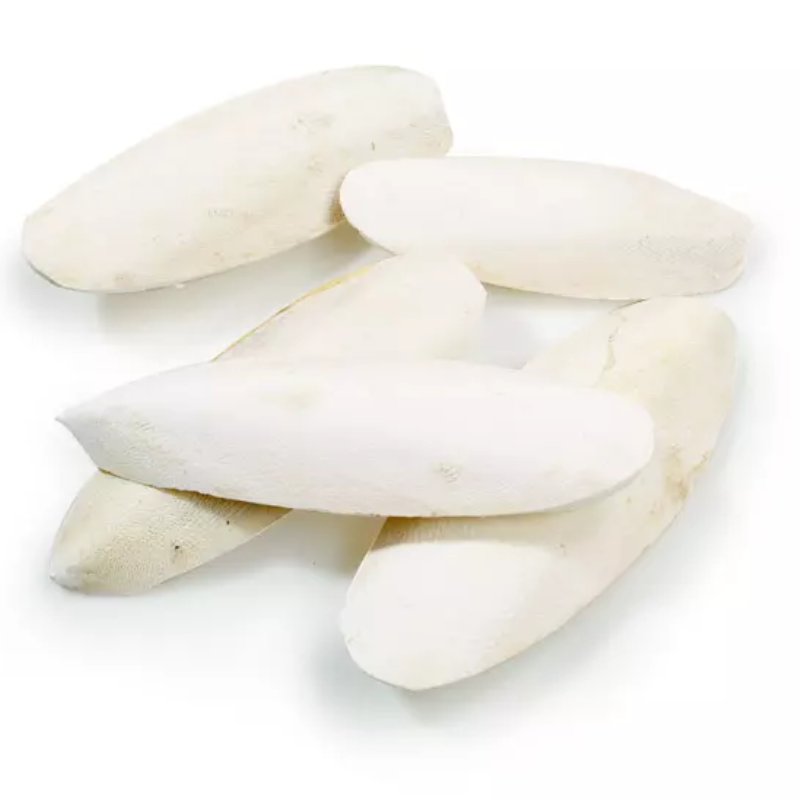 CUTTLEFISH.png