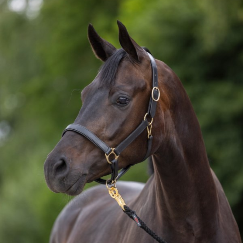 Covalliero Leather Headcollar3.png