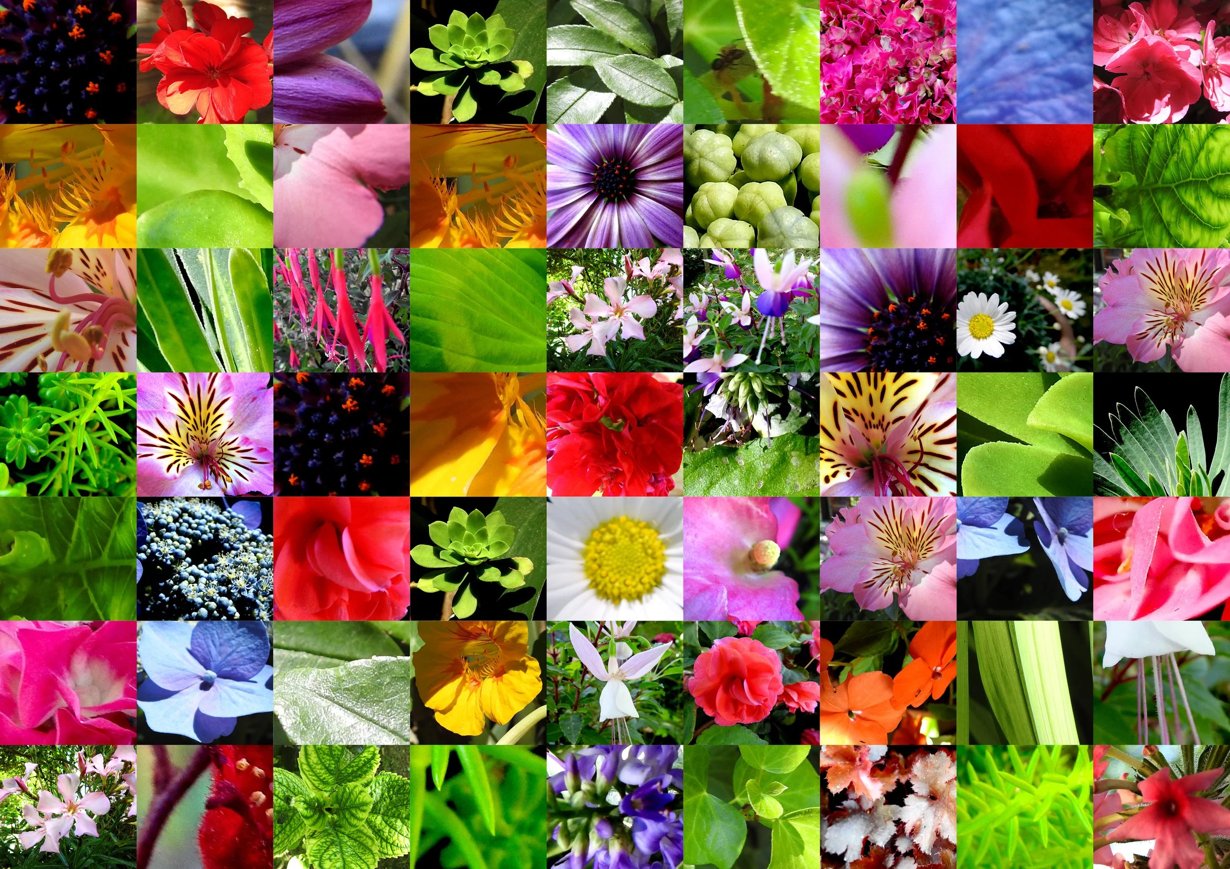 Fond fleurs jardin monplaisir mozaique.jpg