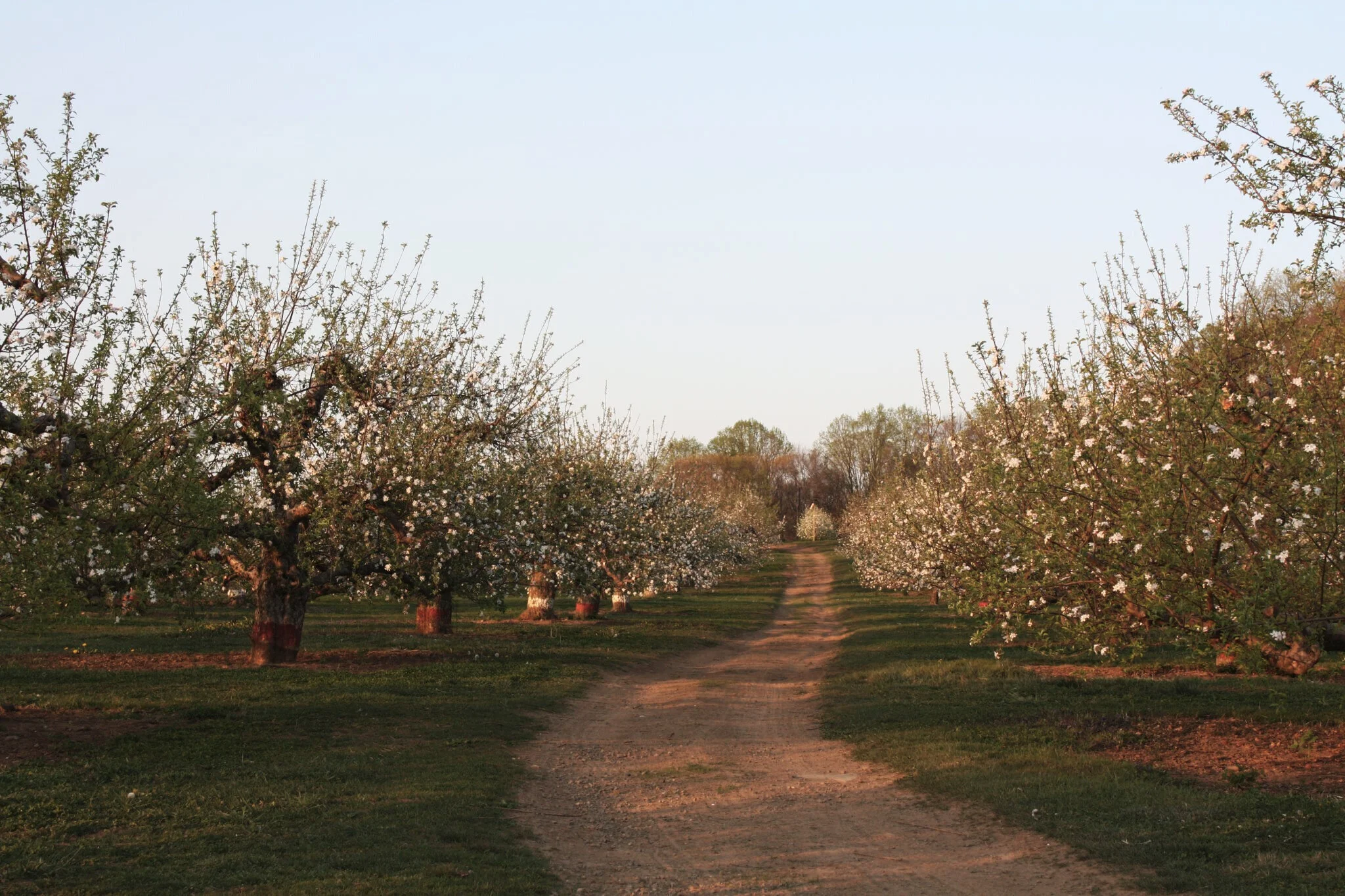 orchard+in+bloom.jpg