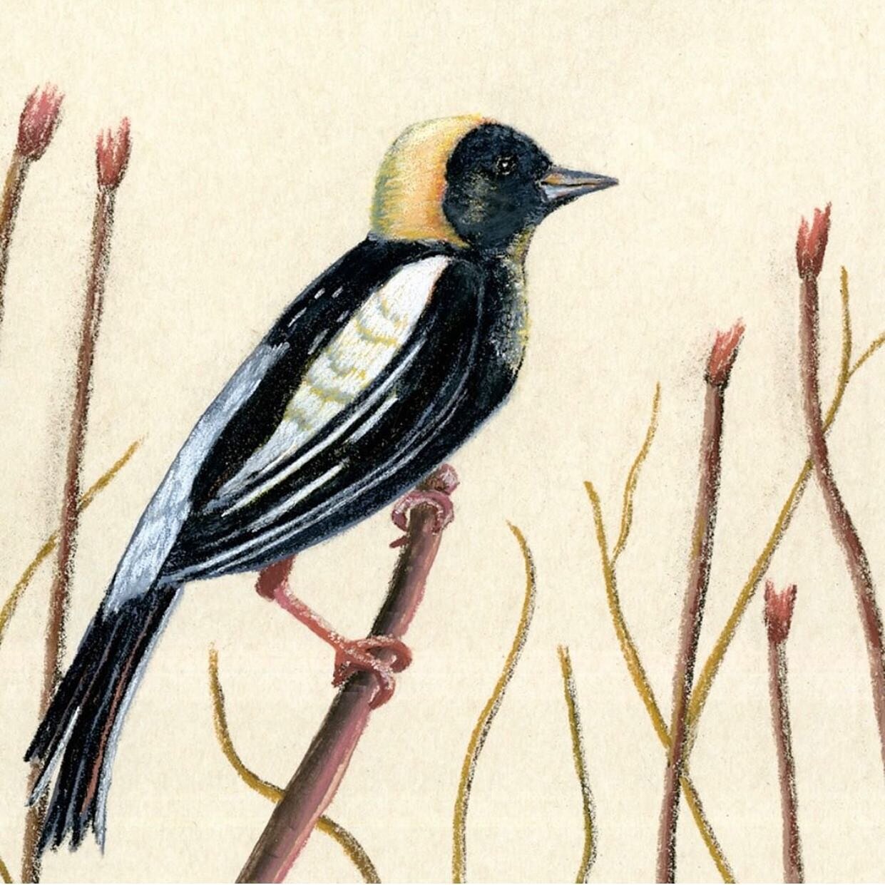 Pastel painting of a Bobolink by member artist Tracy Vernon @tracyvernondesigns 

Prints available in store!

#birdwatcher #pastelpainting #montaguema #westernma #artgallery #spring2022 #pioneervalley #newengland #birdart